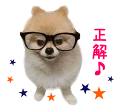 Real DOG Pomeranian -BOO- sticker #14377831