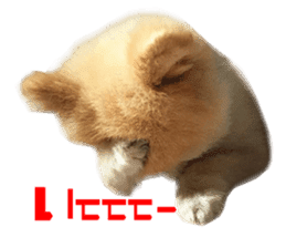 Real DOG Pomeranian -BOO- sticker #14377835