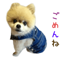 Real DOG Pomeranian -BOO- sticker #14377838
