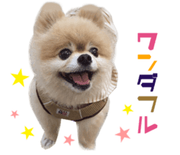 Real DOG Pomeranian -BOO- sticker #14377840