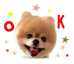 Real DOG Pomeranian -BOO- sticker #14377841