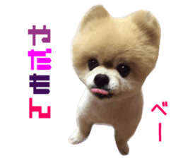 Real DOG Pomeranian -BOO- sticker #14377842