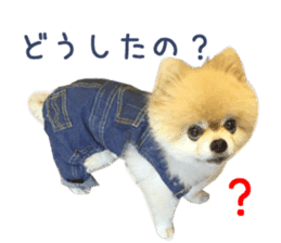 Real DOG Pomeranian -BOO- sticker #14377843