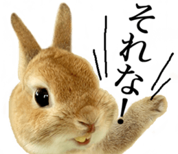 Mr MOQ the Rabbit sticker #14382070