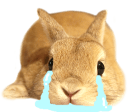 Mr MOQ the Rabbit sticker #14382072
