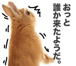 Mr MOQ the Rabbit sticker #14382079