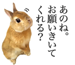 Mr MOQ the Rabbit sticker #14382081
