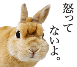 Mr MOQ the Rabbit sticker #14382082