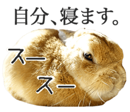 Mr MOQ the Rabbit sticker #14382083