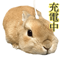 Mr MOQ the Rabbit sticker #14382085
