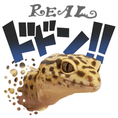 Reptiles! leopard gecko Stickers