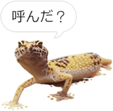 Reptiles! leopard gecko Stickers sticker #14382247