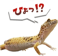 Reptiles! leopard gecko Stickers sticker #14382250