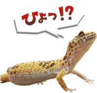 Reptiles! leopard gecko Stickers sticker #14382250