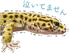 Reptiles! leopard gecko Stickers sticker #14382253