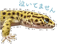 Reptiles! leopard gecko Stickers sticker #14382253