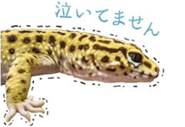 Reptiles! leopard gecko Stickers sticker #14382253