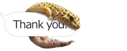 Reptiles! leopard gecko Stickers sticker #14382255