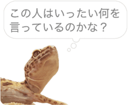 Reptiles! leopard gecko Stickers sticker #14382257