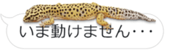 Reptiles! leopard gecko Stickers sticker #14382261