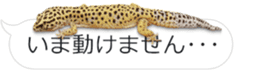 Reptiles! leopard gecko Stickers sticker #14382261