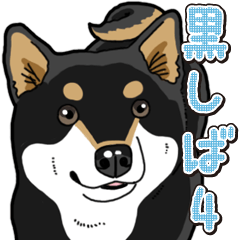 Daily Black Shiba Inu 4