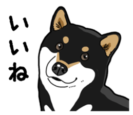 Daily Black Shiba Inu 4 sticker #14385279