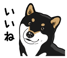 Daily Black Shiba Inu 4 sticker #14385279