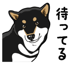 Daily Black Shiba Inu 4 sticker #14385282