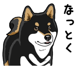 Daily Black Shiba Inu 4 sticker #14385287