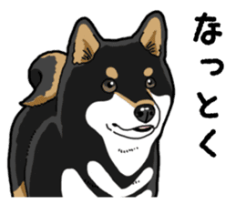 Daily Black Shiba Inu 4 sticker #14385287
