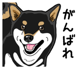 Daily Black Shiba Inu 4 sticker #14385290