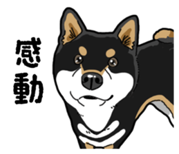 Daily Black Shiba Inu 4 sticker #14385299
