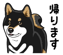 Daily Black Shiba Inu 4 sticker #14385301