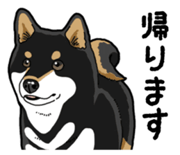 Daily Black Shiba Inu 4 sticker #14385301