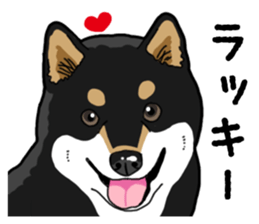 Daily Black Shiba Inu 4 sticker #14385302