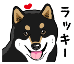 Daily Black Shiba Inu 4 sticker #14385302