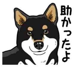 Daily Black Shiba Inu 4 sticker #14385303