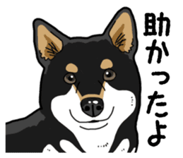 Daily Black Shiba Inu 4 sticker #14385303