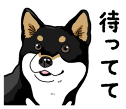 Daily Black Shiba Inu 4 sticker #14385305