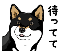 Daily Black Shiba Inu 4 sticker #14385305