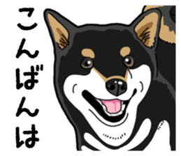 Daily Black Shiba Inu 4 sticker #14385316