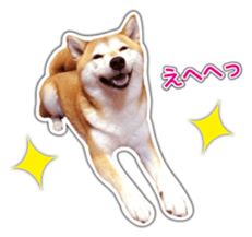 Japanese Shiba Inu hanako6 PhotoSticker sticker #14385398