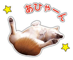 Japanese Shiba Inu hanako6 PhotoSticker sticker #14385401