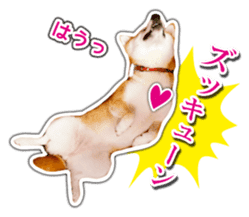 Japanese Shiba Inu hanako6 PhotoSticker sticker #14385403