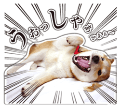 Japanese Shiba Inu hanako6 PhotoSticker sticker #14385404