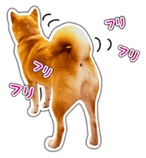 Japanese Shiba Inu hanako6 PhotoSticker sticker #14385405