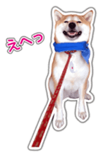 Japanese Shiba Inu hanako6 PhotoSticker sticker #14385406