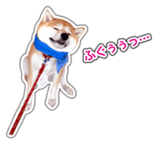Japanese Shiba Inu hanako6 PhotoSticker sticker #14385407