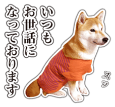 Japanese Shiba Inu hanako6 PhotoSticker sticker #14385408